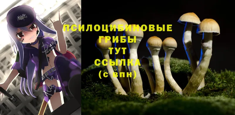 Псилоцибиновые грибы Psilocybe  Покров 